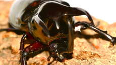 Dreihornkäfer (06).jpg